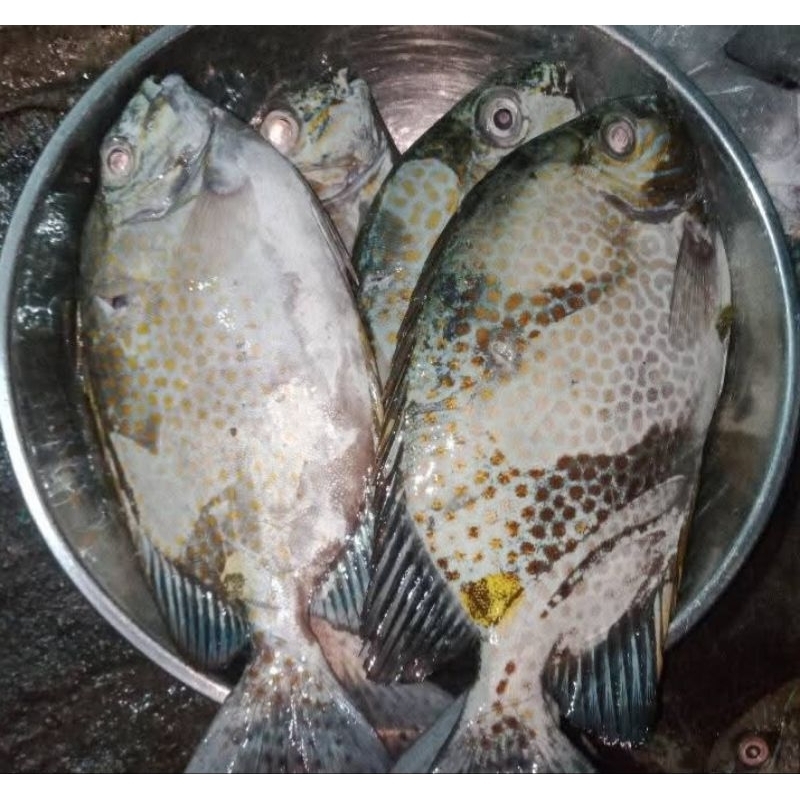 

Ikan Baronang Segar, 500Grm/1Kg