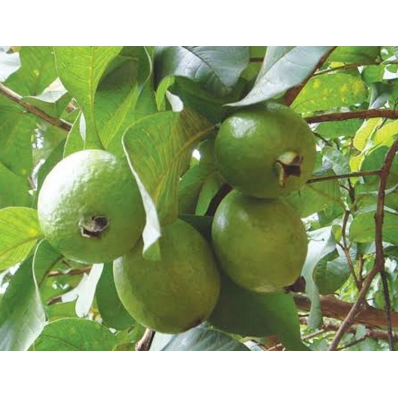 

Buah jambu biji muda segar petik langsung 500 gram