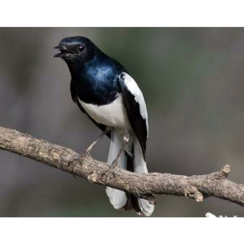 Kacer Dada Putih Kalimantan Bandung