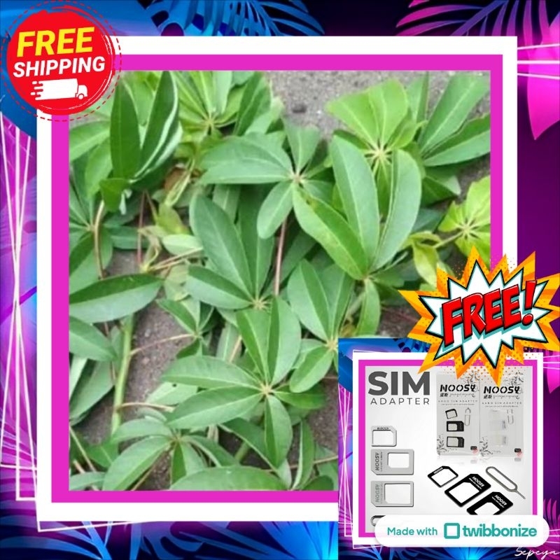 

Daun Randu Kapuk Kering/Segar 1 Lembar – Obat Herbal Tradisional