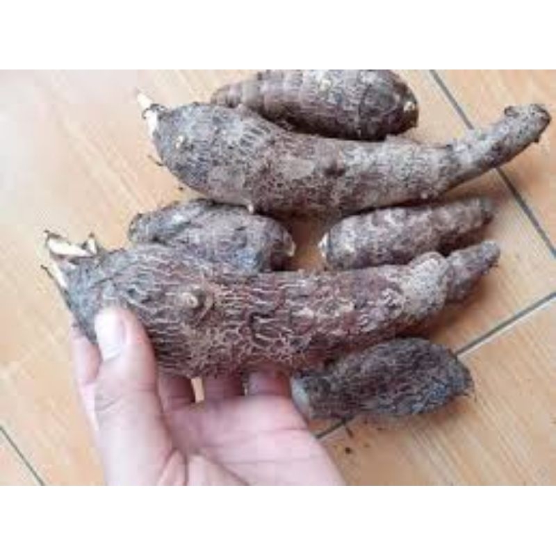 

Umbi Talas Kimpul Segar 1Kg