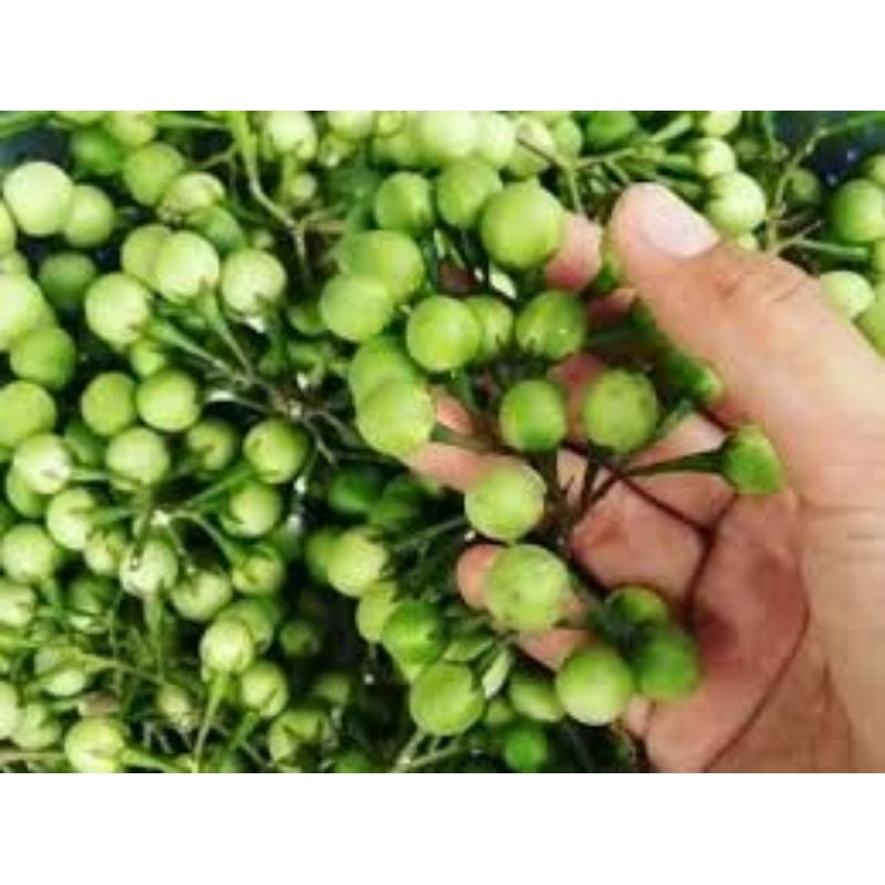 

Buah Takokak Segar 1Kg
