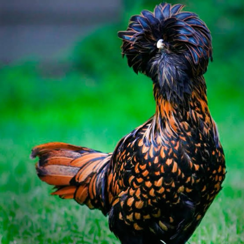 

TELUR FERTIL AYAM POLAND UNTUK DITETASKAN