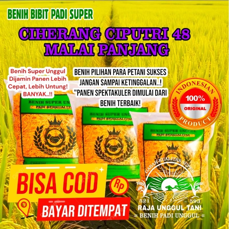 BENIH BIBIT PADI 1kg CIHERANG CIPUTRI 48 MALAY PANJANG GABAH SUPER BERKUALITAS GENJAH HASIL MELIMPAH