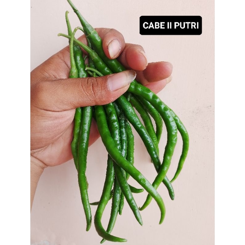 

CABE KERITING HIJAU FRESS 1/2KG