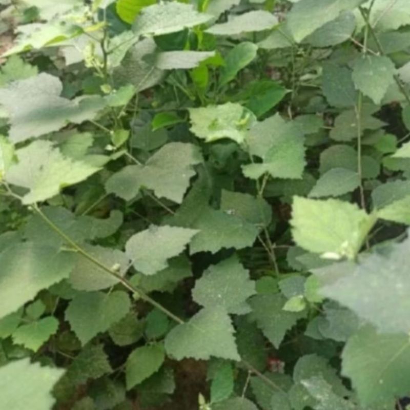 

Daun pulutan / pungpurutan segar herbal alami 250 gr