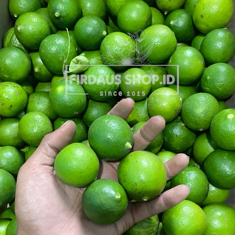 

Jeruk Nipis Fresh 1Kg Grade B Banyak Airnya Khas Pasuruan