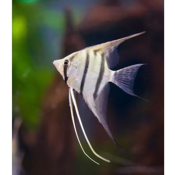 Manfish Peruvian Altum KW 2.5 - 3 cm - Perawatan Aquarium