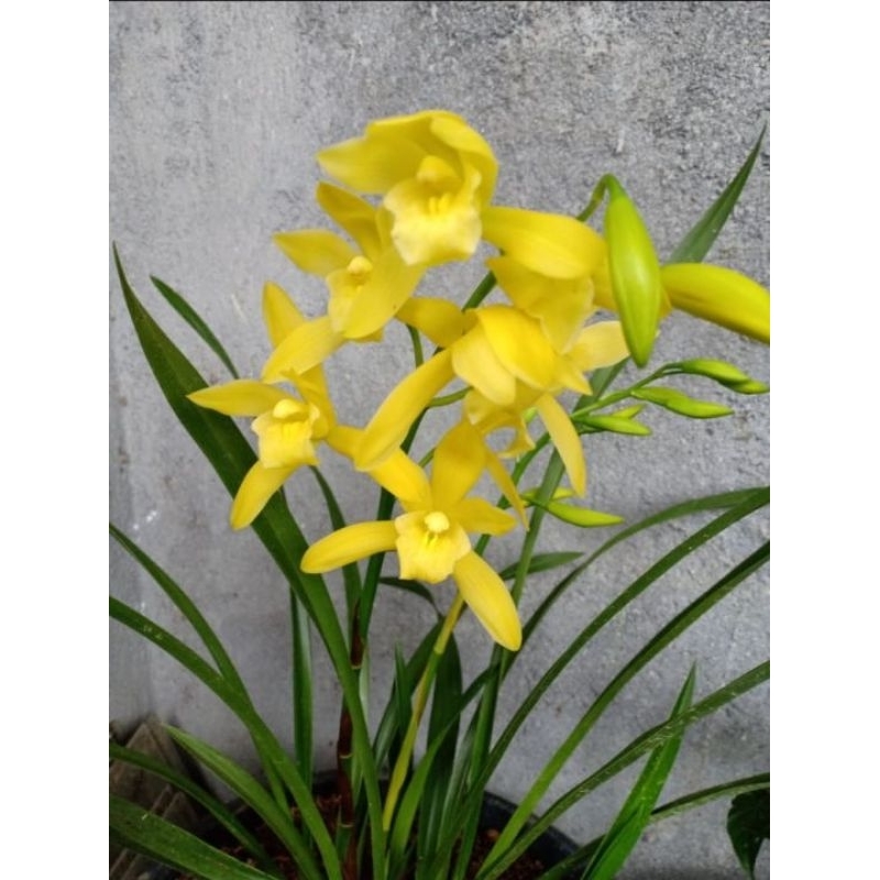 Cymbidium/Anggrek tanah golden boy