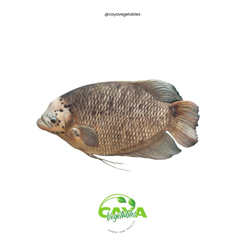 

Ikan Gurame Segar Frozen -/+ 500gr | CayaVegetables