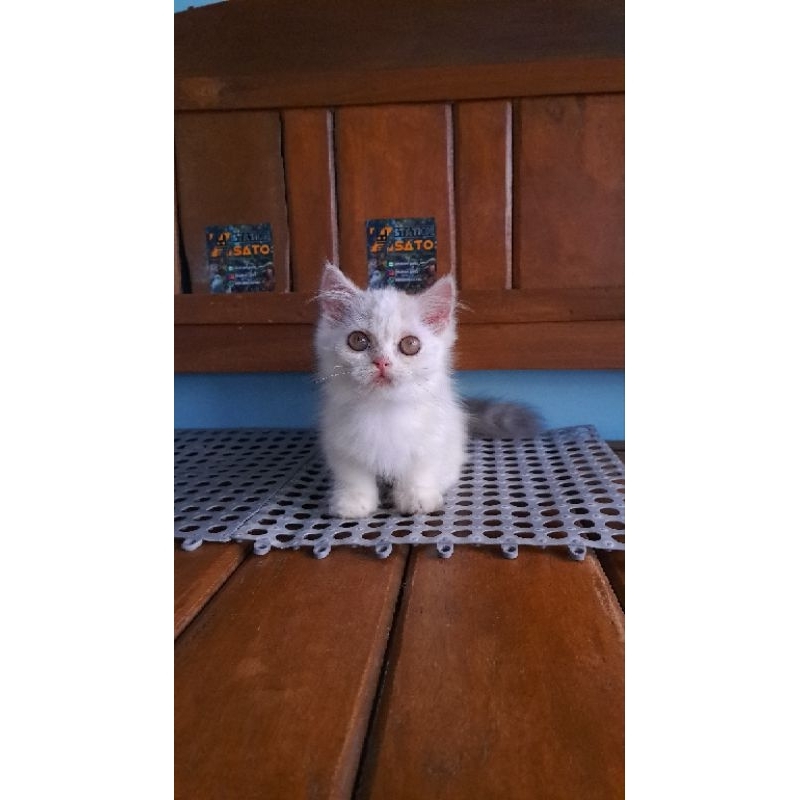 kitten munchkin kaki cebol gemoy