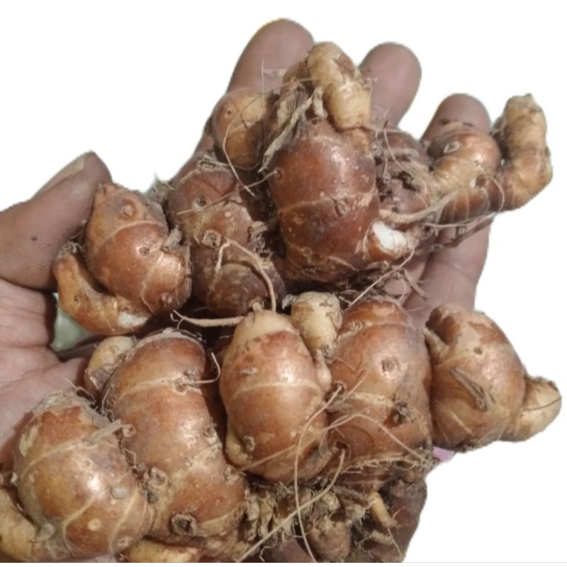 

Kencur Segar Kwalitas Super 500gram