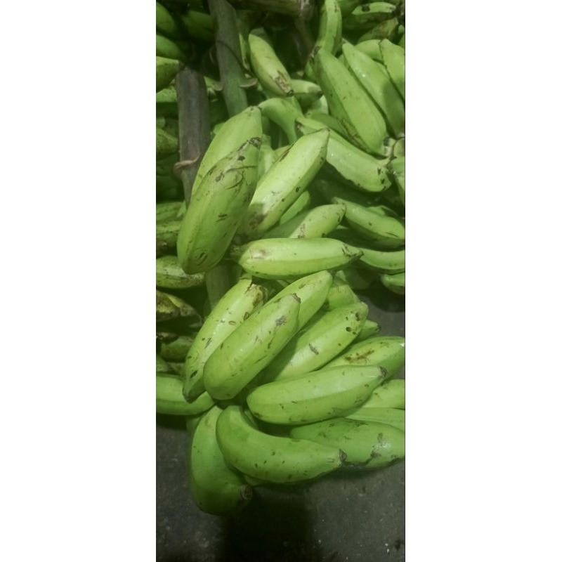

PISANG NANGKA MENTAH FRESH 500gr