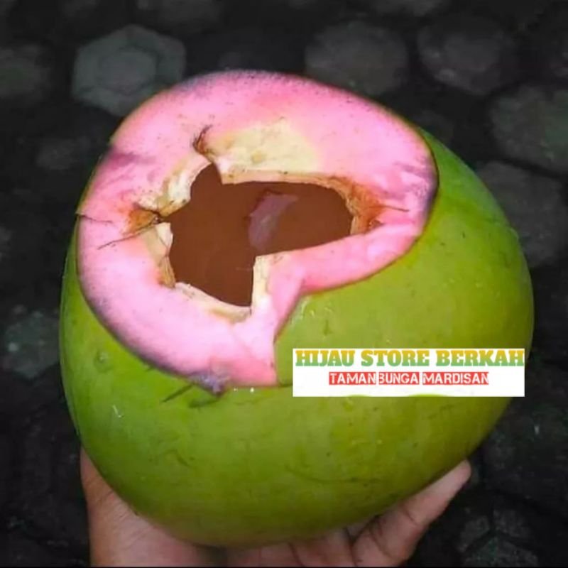 Bibit Kelapa Wulung Asli Super Unggul
