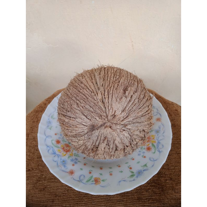 

Kelapa Tua Utuh Segar Berat 1000-1250 Gram Bahan Santan