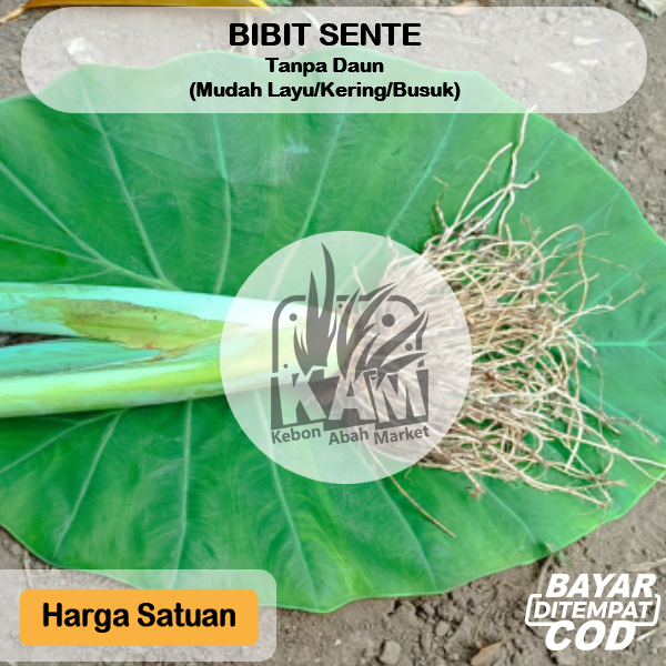 

Batang Bibit Sente Hijau Harga Satuan Untuk Pakan Ikan Gurame Patin
