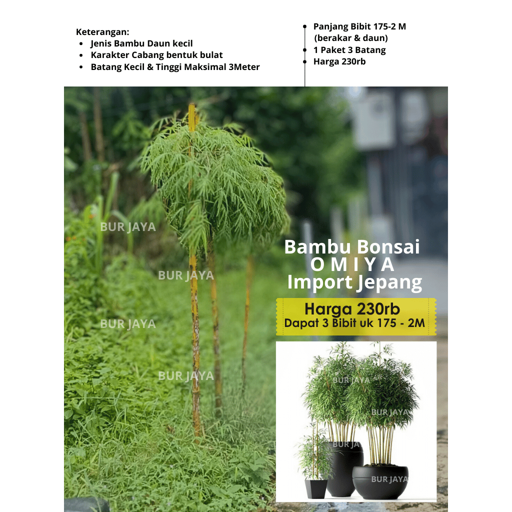 Bambu Omiya Bonsai Import Jepang Bambu untuk Bonsai dan pagar rumah