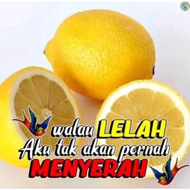 

Jeruk Lemon California Seger Freshh Kemasan 1 KG
