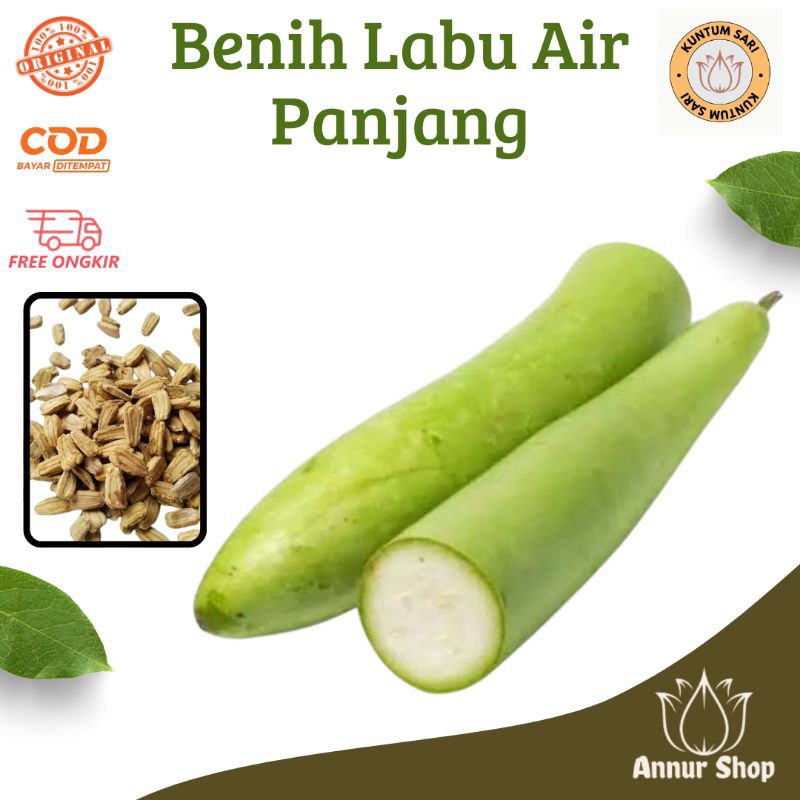 Biji benih bibit Labu air / Labu Siam / Labu sayur super jumbo