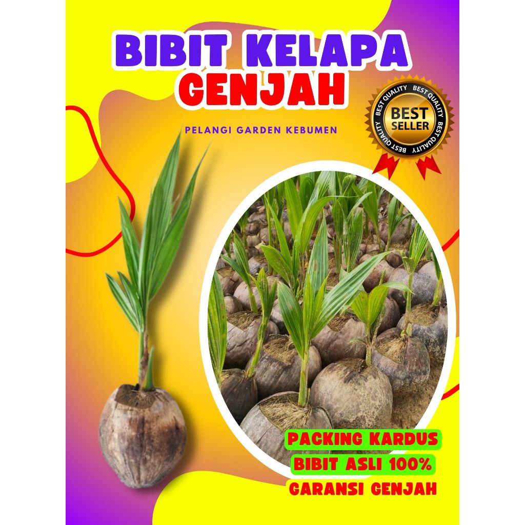 CEPAT PANEN.. Pokok Kelapa Genjah Entok Kebumen, Pokok Kelapa Genjah Kopyor, Pokok Kelapa Genjah Ent