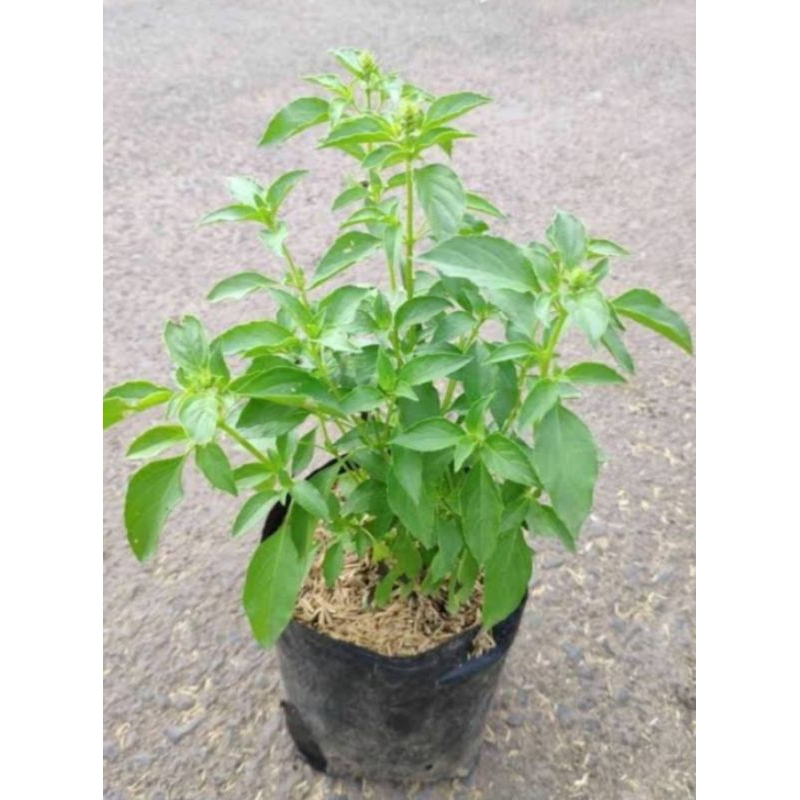 bibit pohon kemangi siap tanam