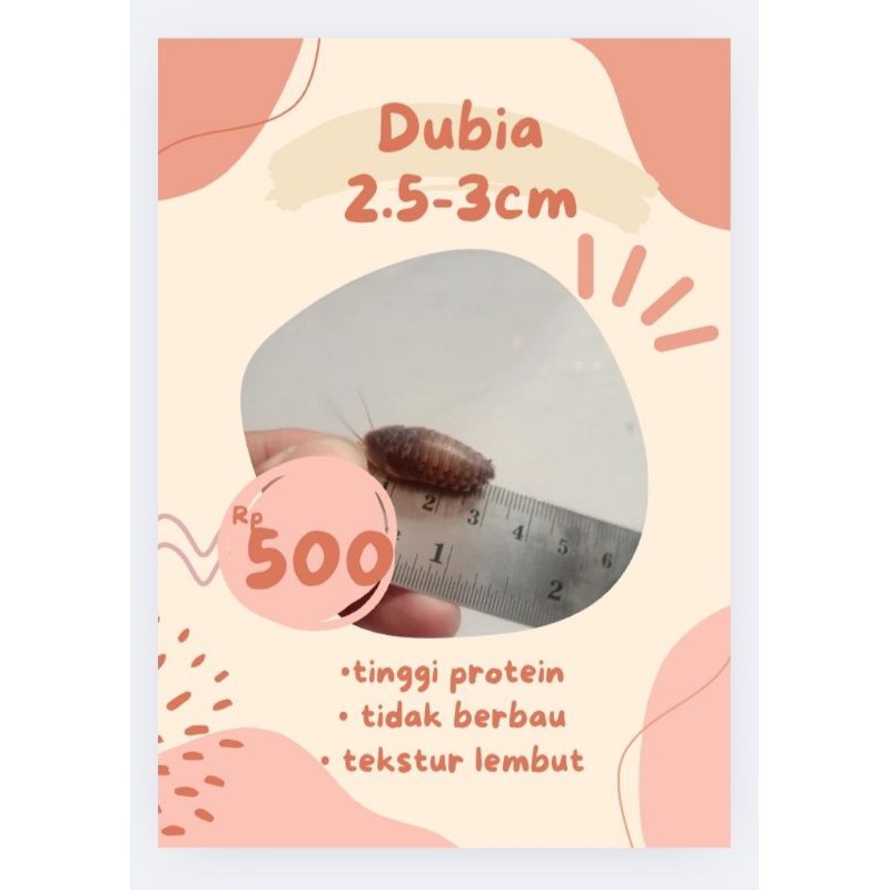 

dubia 2.5cm-3cm (juvenil size)