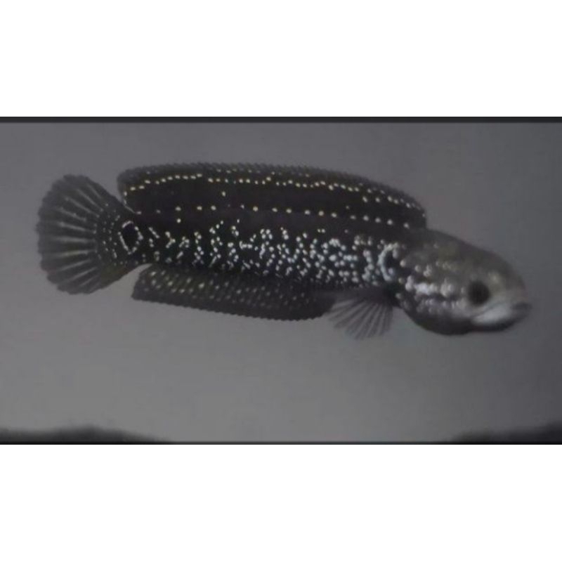 

(GARANSI 100%) stiker chana asiatica WS