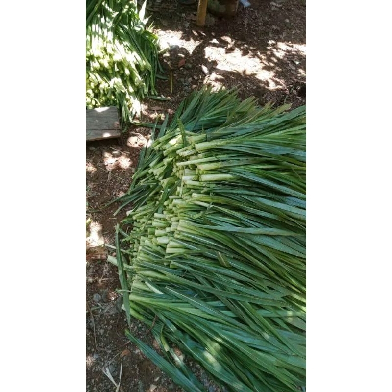 rumput odot pakan marmut,kelinci,kambing