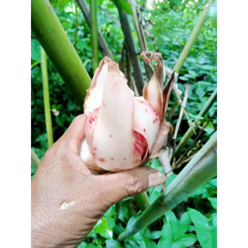 

Boros.hoje.kecombarang.per.500g