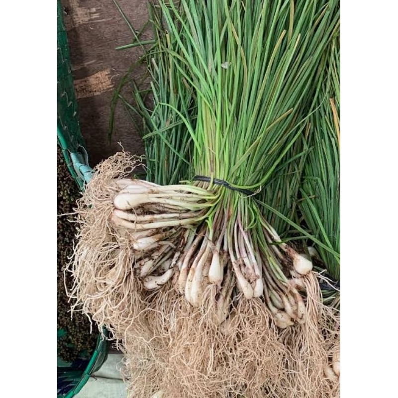 

Daun bawang kecil Lokio Segar 100 gram - Chive 100 gram