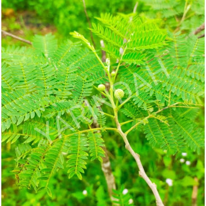 

Daun Pete Cina Daun Patai Cina masih Segar (500 gr)