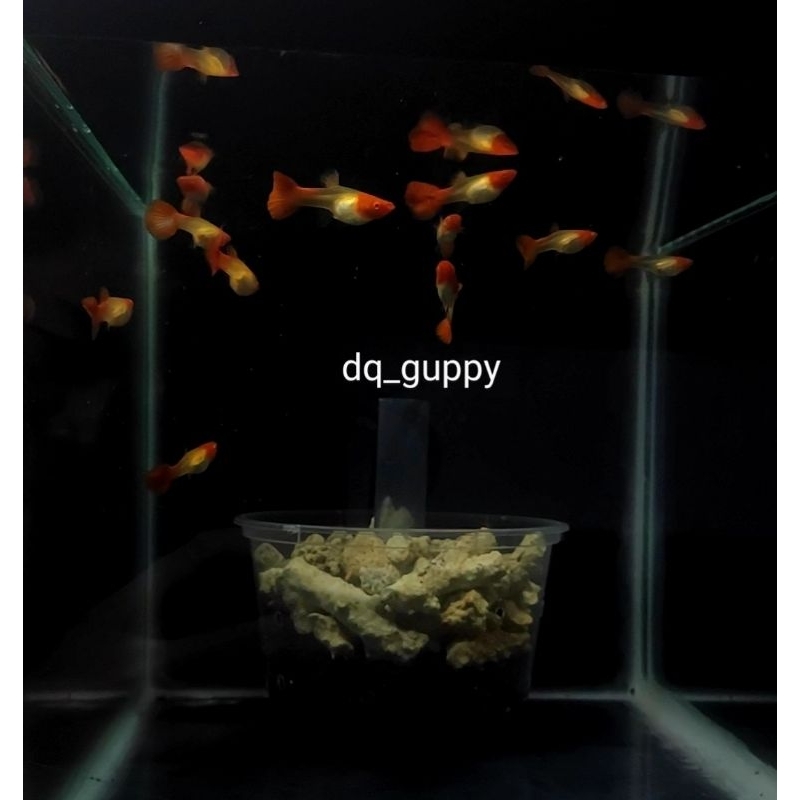 

GUPPY Albino Koi gen Red Ear 3pasang