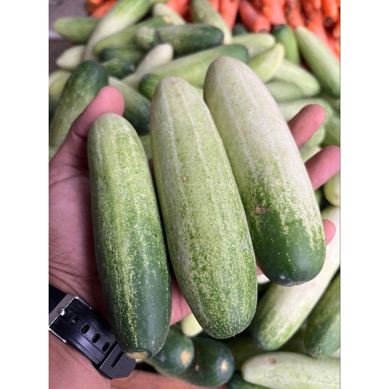 

Timun Segar 500 gram / 1 kg