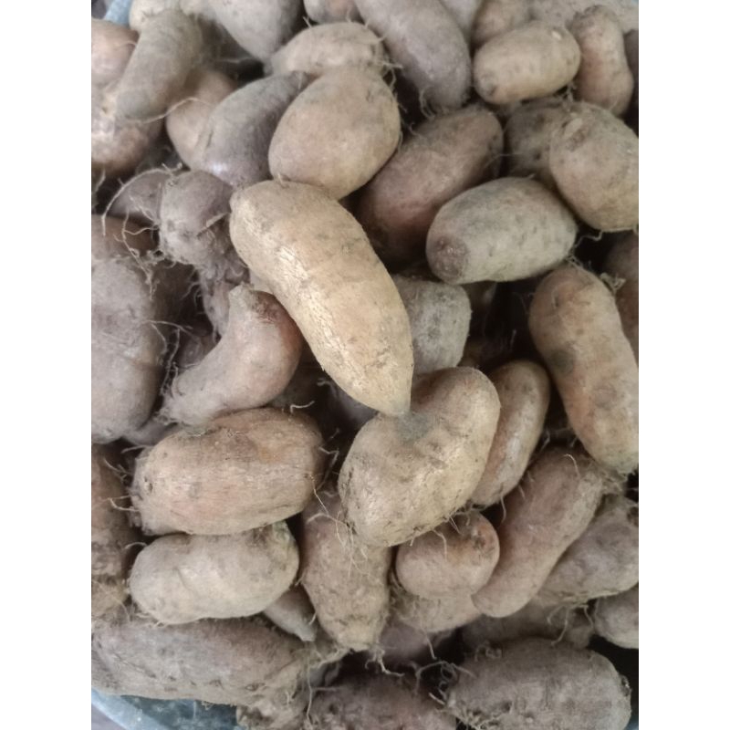 kentang kelinci/kentang hitam/kentang diet