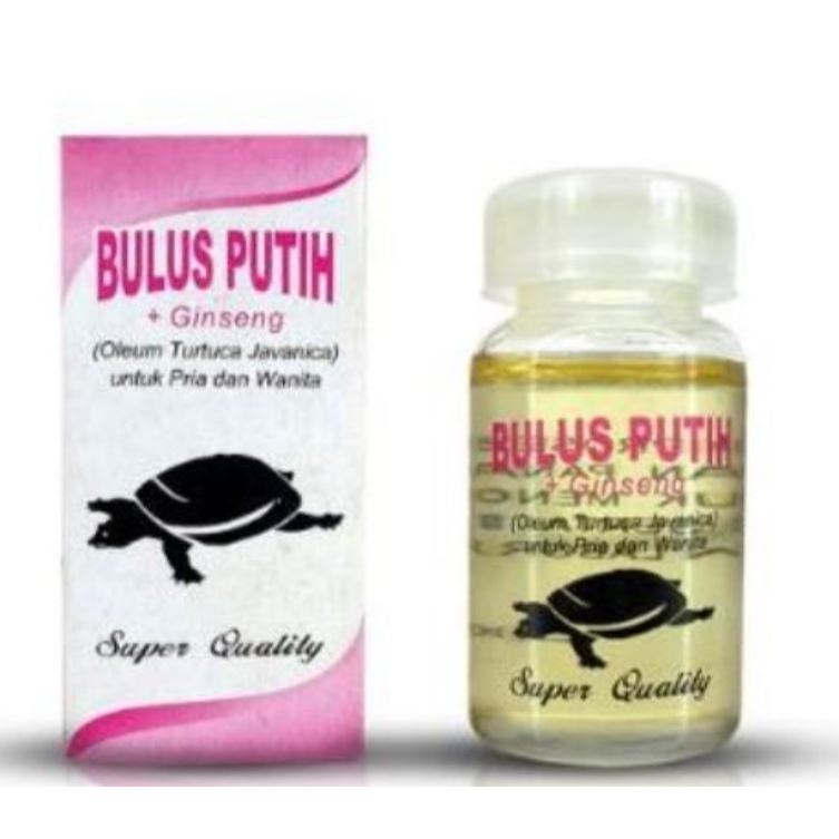 minyak bulus eyang laut