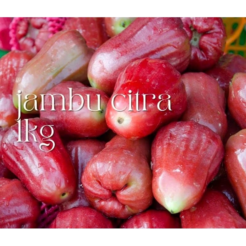 

jambu citra manis 1kg