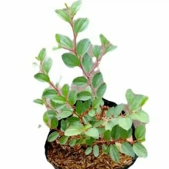 Tanaman Daun Bidara Arab Asli, TANAMAN BIDARA ARAB