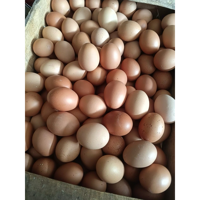 

Telur Ayam 500 Gram & 1 Kg Khusus Instan