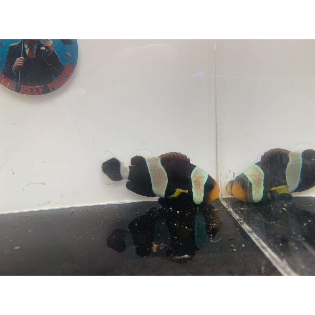 Giro Negro / Saddleback Clownfish