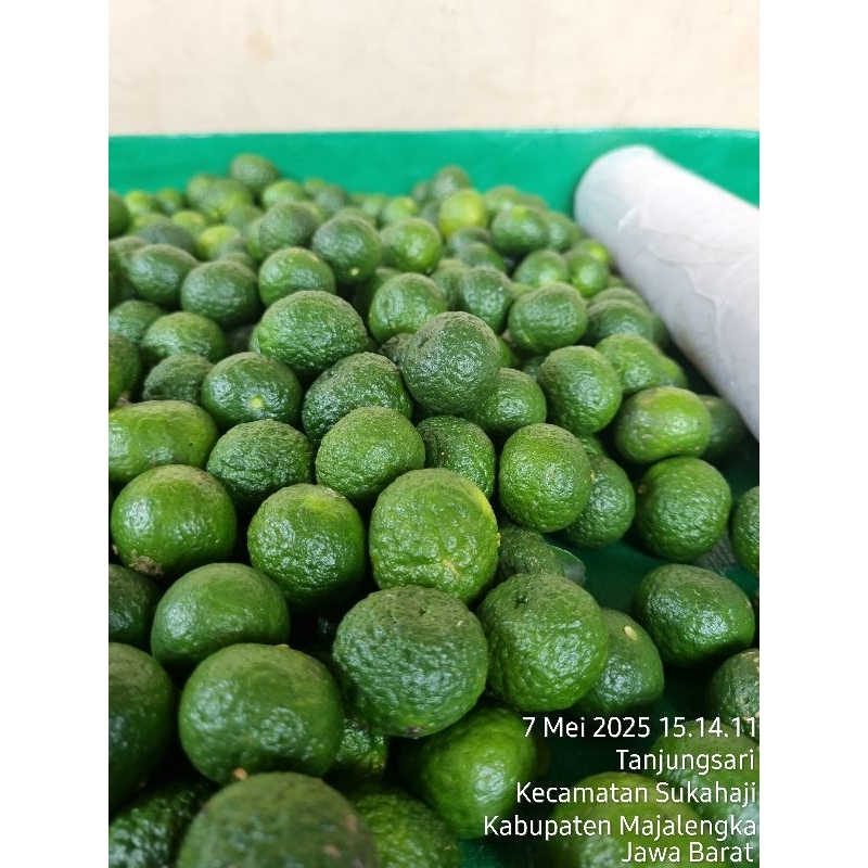 

jeruk limo jeruk sambel jeruk limau besar 1kg