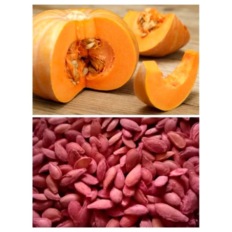 

50 BIJI BENIH WALOH LABU KUNING MANIS PULEN UNGGULAN