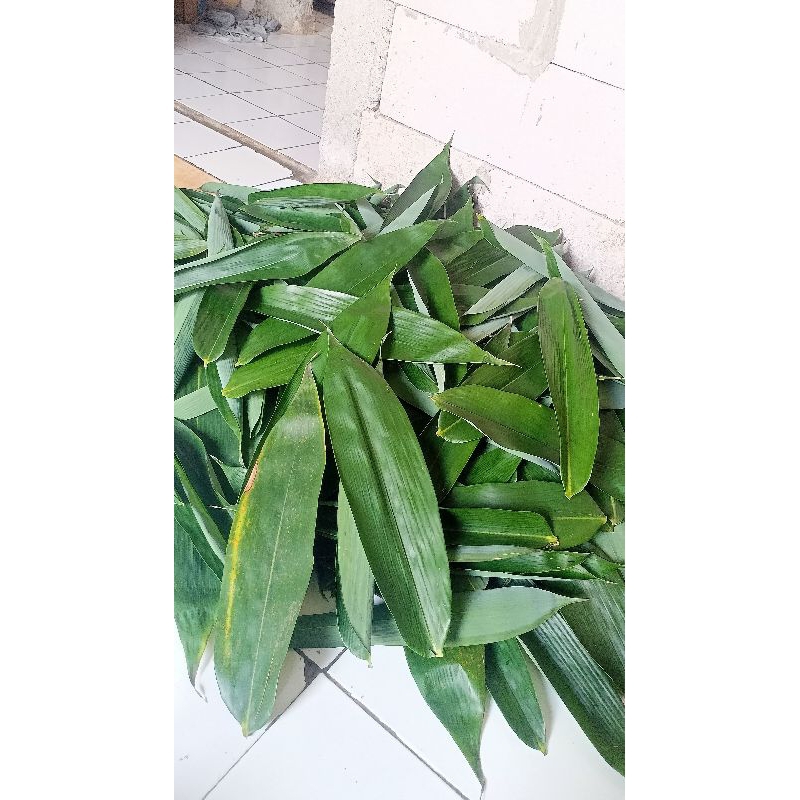 

DAUN BAMBU Jumbo segar perLembar (bungkus bacang)