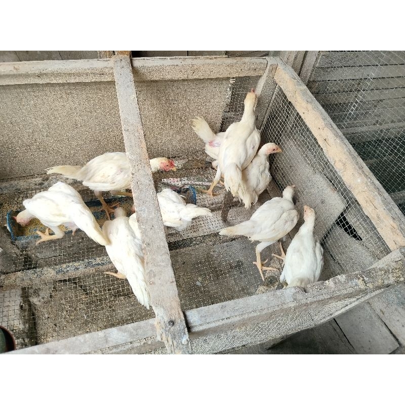 Anak Ayam Kampung Super Warna Putih