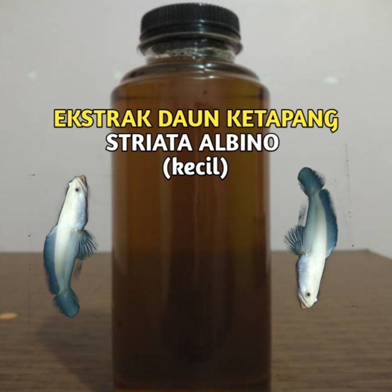 EKSTRAK DAUN KETAPANG STRIATA ALBINO