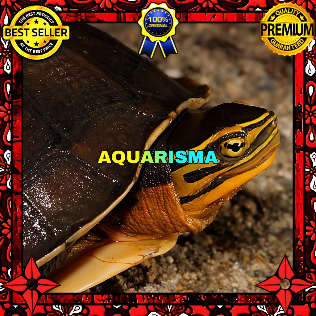 KEBUTUHAN AKUARIUM - KURA AMBON COURA AMBOINENSIS BATOK HITAM 17-19 CM