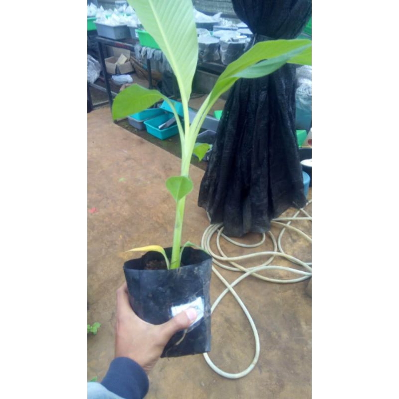 bibit pohon pisang raja bulu / pisang raja