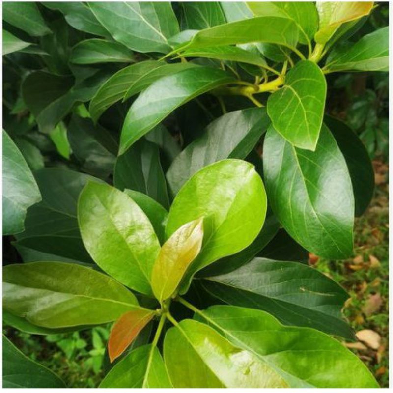 

DAUN ALPUKAT SEGAR / DAUN ALPUKAT 100 LEMBAR