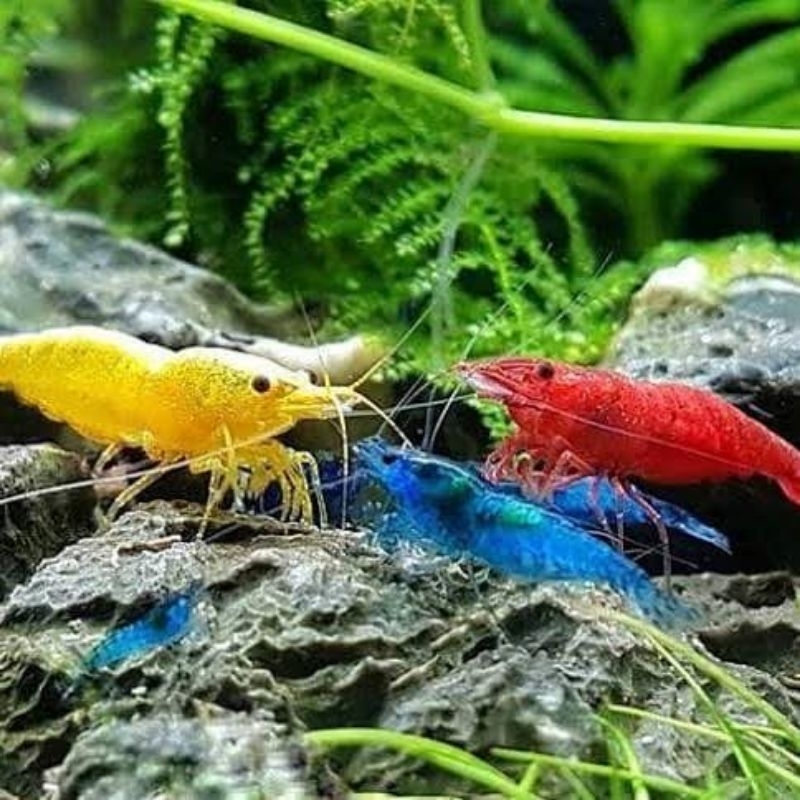 Hiasan Aquarium Aquascape Udang Hias Air Tawar Warna Pekat