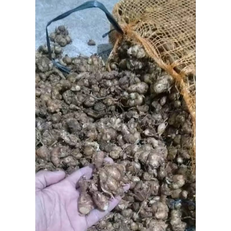 

cikur untuk seblak kemasan 10 kg