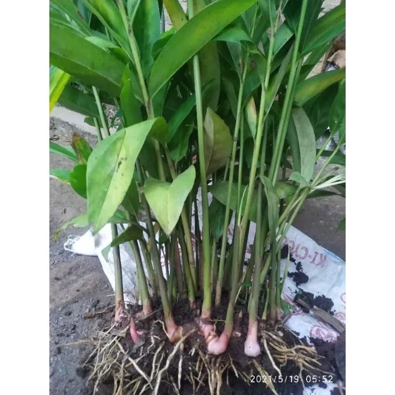 

Tanaman Lengkuas Bumbu Dapur Siap Tanam